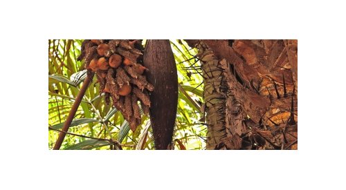 La loi brésilienne sur la biodiversité expliquée à l'industrie cosmétique à Paris