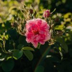 Rose d'Oman : Amouage pose les bases d'une nouvelle matière première (Photo : Amouage)