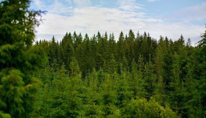 Paperboard: Metsä Board awarded EcoVadis Platinum rating again