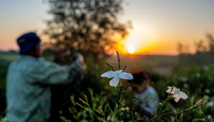 Egyptian jasmine under strain: A new warning for the perfume industry