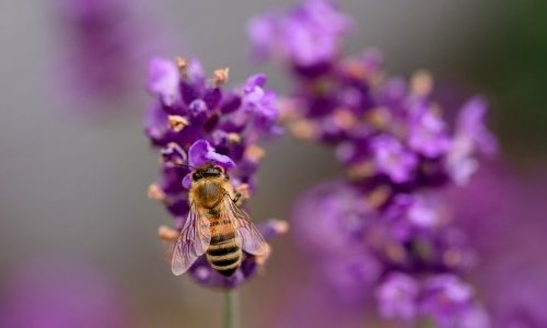 FEBEA : Un nouveau guide pratique « Biodiversité & cosmétique » dédié aux PME