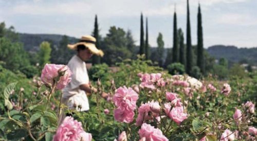 Les fleurs à parfums de Grasse sublimées dans un beau livre