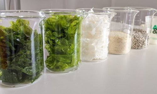 Somater s'allie à Eranova pour créer des emballages polymères à base d'algues