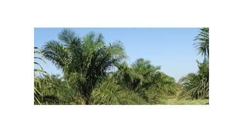 Gattefossé obtient la certification mass balance RSPO