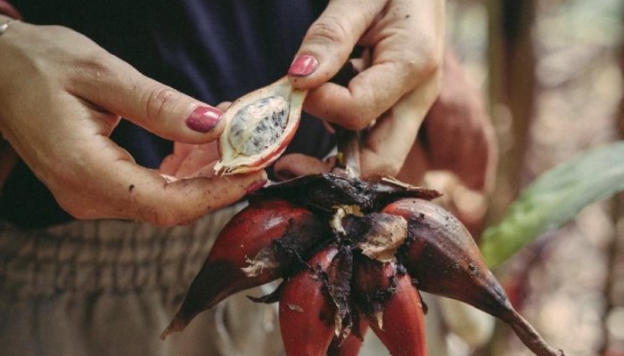 Lautier 1795 resumes commercializing its fragrance ingredients