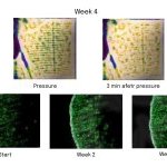 Protocole in vivo : Essai randomisé de 4 semaines (41 adultes) comparant placebo vs 10 % EcoCera PLEX. Évaluations : 30 min, 2 semaines et 4 semaines.