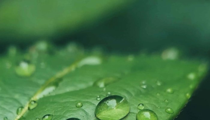 Groupe Berkem extends its H2OLIXIR range of 100% natural floral waters