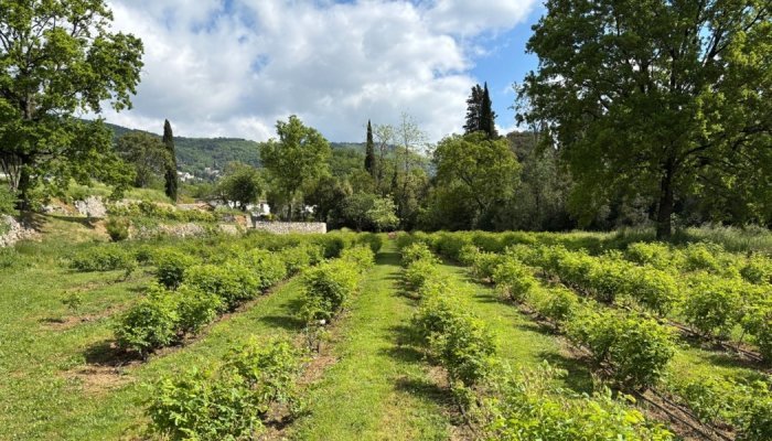 Mane unveils experimental garden dedicated to fragrance and aromatic plants