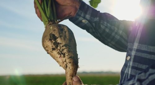 Tereos : Des fructo-oligosaccharides à chaînes courtes pour la beauté