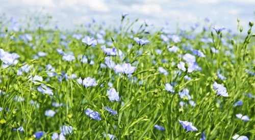 Expanscience's Gaïaline, an active ingredient that regenerates soil and skin