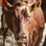 Utilisation de la litière pour animaux de Soilfood