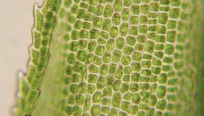 PAT launches new subsidiary to focus on microbial fermentation