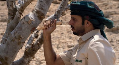 Fragrances: In oil-rich Oman, efforts to preserve frankincense 'white gold'