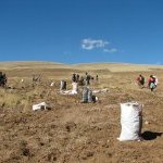 Maca harvest in Peru (Photo: Les actifs cosmétiques Expanscience)