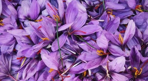 ID bio présente de nouveaux résultats pour Sens'flower