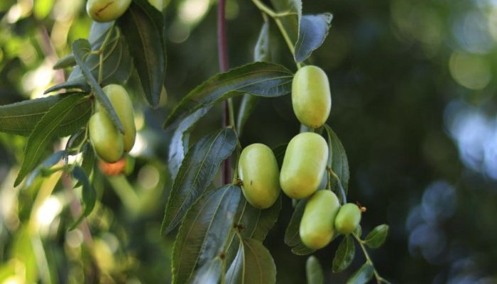 Mibelle Biochemistery launches a new natural ingredient for a luminous skin