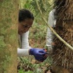 Biological samples chosen based on a literature review of plants with biotechnological properties of interest, conducted prior to the expedition (Photo : Apoena Biotech)