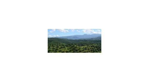 Colgate-Palmolive s'engage pour limiter la déforestation