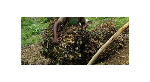 Givaudan fait certifier sa collecte d'huile de feuilles de giroflier à Madagascar