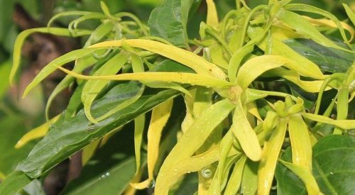 SFP's 2021 International Perfumer-Creator Award will celebrate ylang-ylang