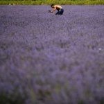 Leader de la production d'huiles essentielles de rose et de lavande bulgares, la société Enio Bonchev s'appuie sur une histoire plus que centenaire et un engagement renouvelé en matière de durabilité (Photo : Enio Bonchev)