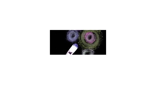 U.S.A. : The Color Factory redevient Cosmetic Group USA