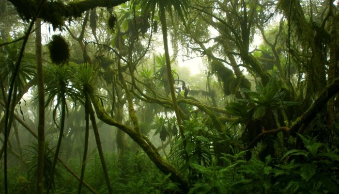 Verra's rainforest carbon offsets 'worthless', according to media analysis