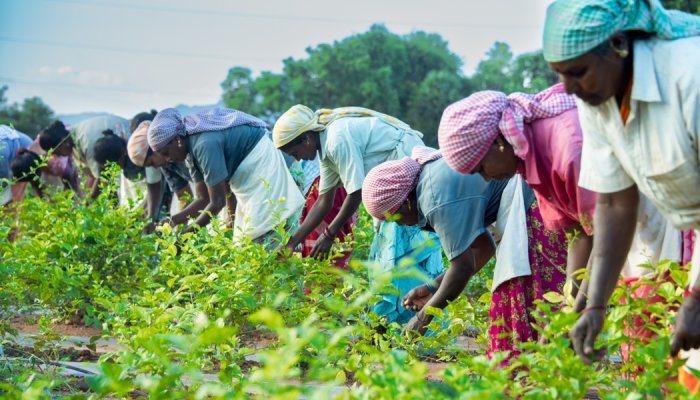 India's jasmine opportunity: a traceable, sustainable supply chain