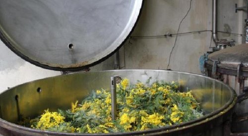 Parfums : Bientôt une indication géographique « Absolue Pays de Grasse » ?
