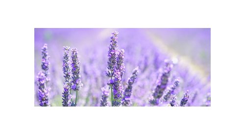 Givaudan enters negotiations to acquire France's Albert Vieille