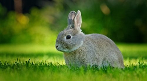 Colombia: Congress votes to end animal testing for cosmetics