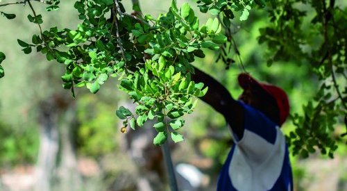 Silab rejoint l'UEBT et réaffirme ses engagements en matière de biodiversité