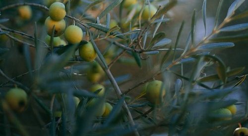 Olvea now offers “COSMOS Natural” approved vegetable oils