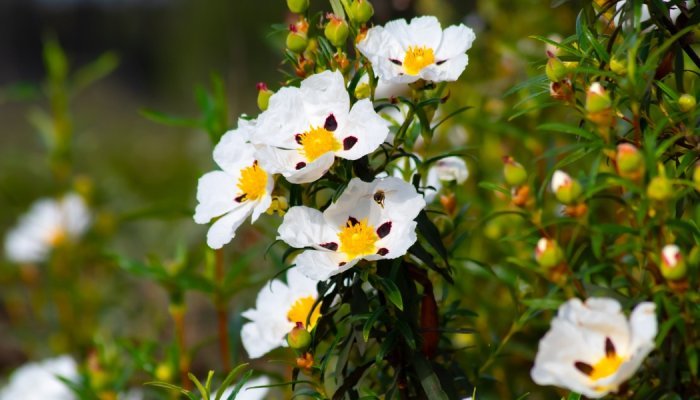 Givaudan unveils a new labdanum absolute for fragrances