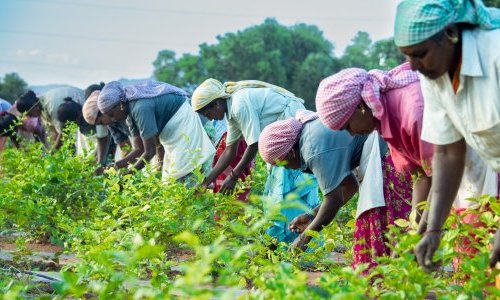 India's jasmine opportunity: building a more sustainable and traceable supply chain