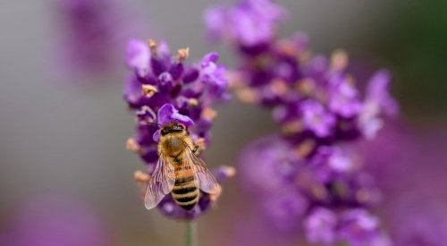 FEBEA : Un nouveau guide pratique « Biodiversité & cosmétique » dédié aux PME