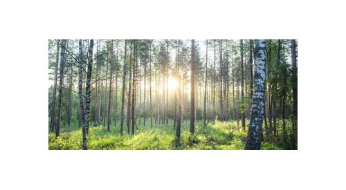 Metsä Board's emissions reduction targets approved by the Science Based Targets initiative