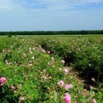 A leading Bulgarian producer of rose and lavender essential oils, Enio Bonchev draws on more than a century-old history and a renewed commitment to sustainability (Photo: Enio Bonchev)