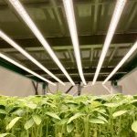 Capsum crée une ferme laboratoire verticale avec la technologie iFarm
