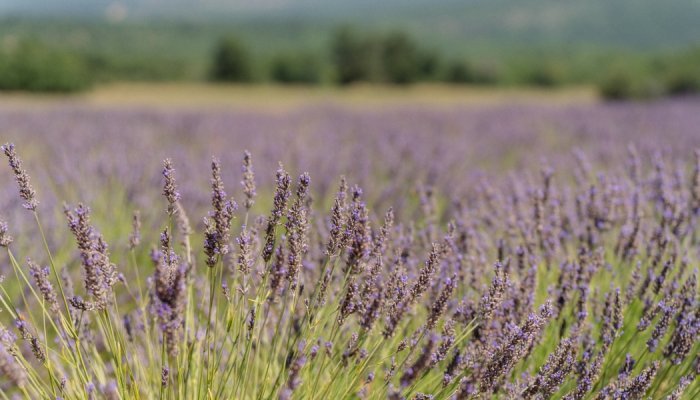 Behind the scenes of Provence's lavender and lavandin harvest