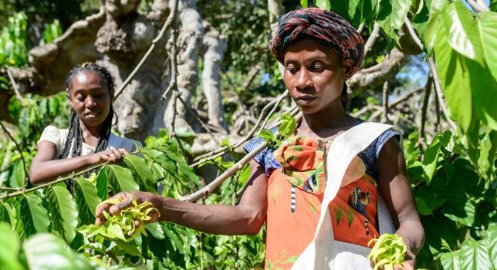 De l'ylang-ylang à la baie rose, Jacarandas cultive les parfums de Madagascar