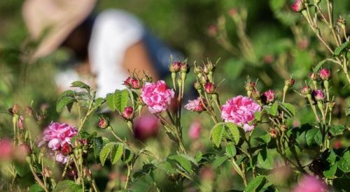 Lancôme travaille ses racines avec l'acquisition d'un domaine à Grasse