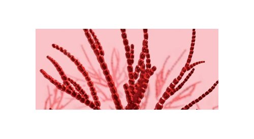 Seppic launches a new anti-pollution active derived from macro-algae cell culture