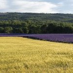 Du champ au flacon : Eden Ecosystem propose un nouveau modèle pour l'extraction végétale