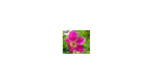 New plant stem cell active by Mibelle