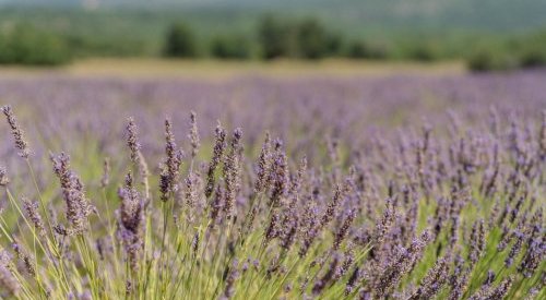 Behind the scenes of Provence's lavender and lavandin harvest