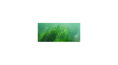 From the sea to the skin