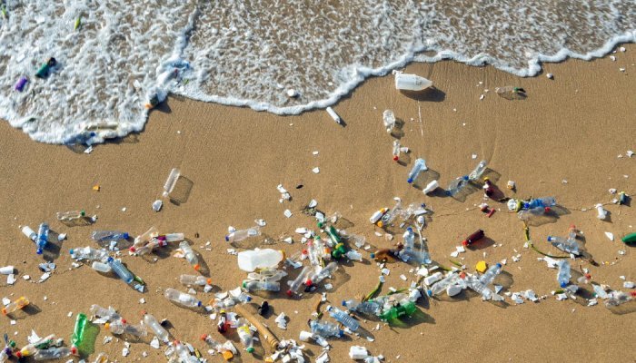 Les microplastiques perturbent la croissance et la reproduction des poissons