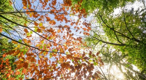 Gattefossé finalise la labellisation ERI 360° de deux nouveaux ingrédients