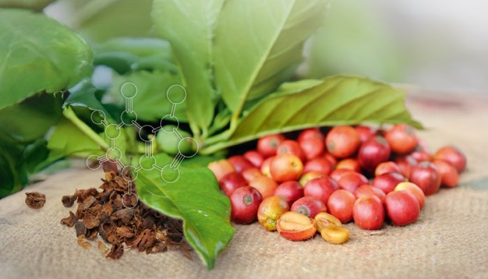 Lipoid Kosmetik valorise la cascara, co-produit tendance en alimentaire